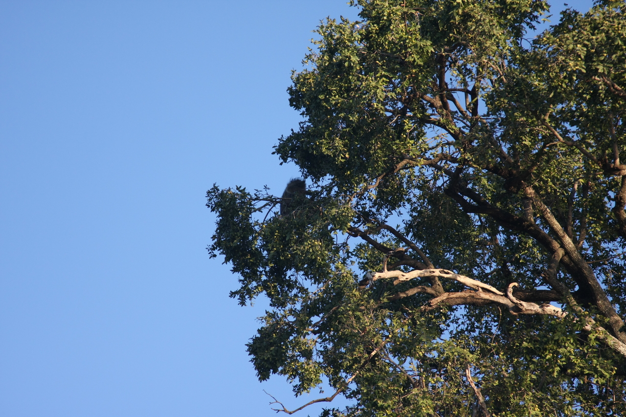 [33720] 2016_07_04_11_18_19_Africa_Canon_EOS_40D_IMG__00187.jpg