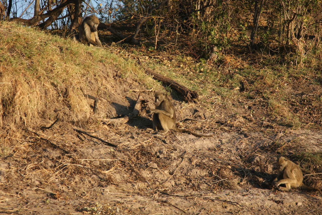 [33728] 2016_07_04_11_18_33_Africa_Canon_EOS_40D_IMG__00189.jpg