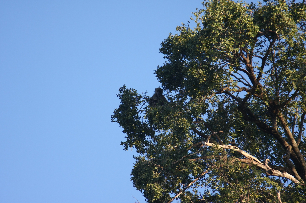 [33737] 2016_07_04_11_18_56_Africa_Canon_EOS_40D_IMG__00193.jpg