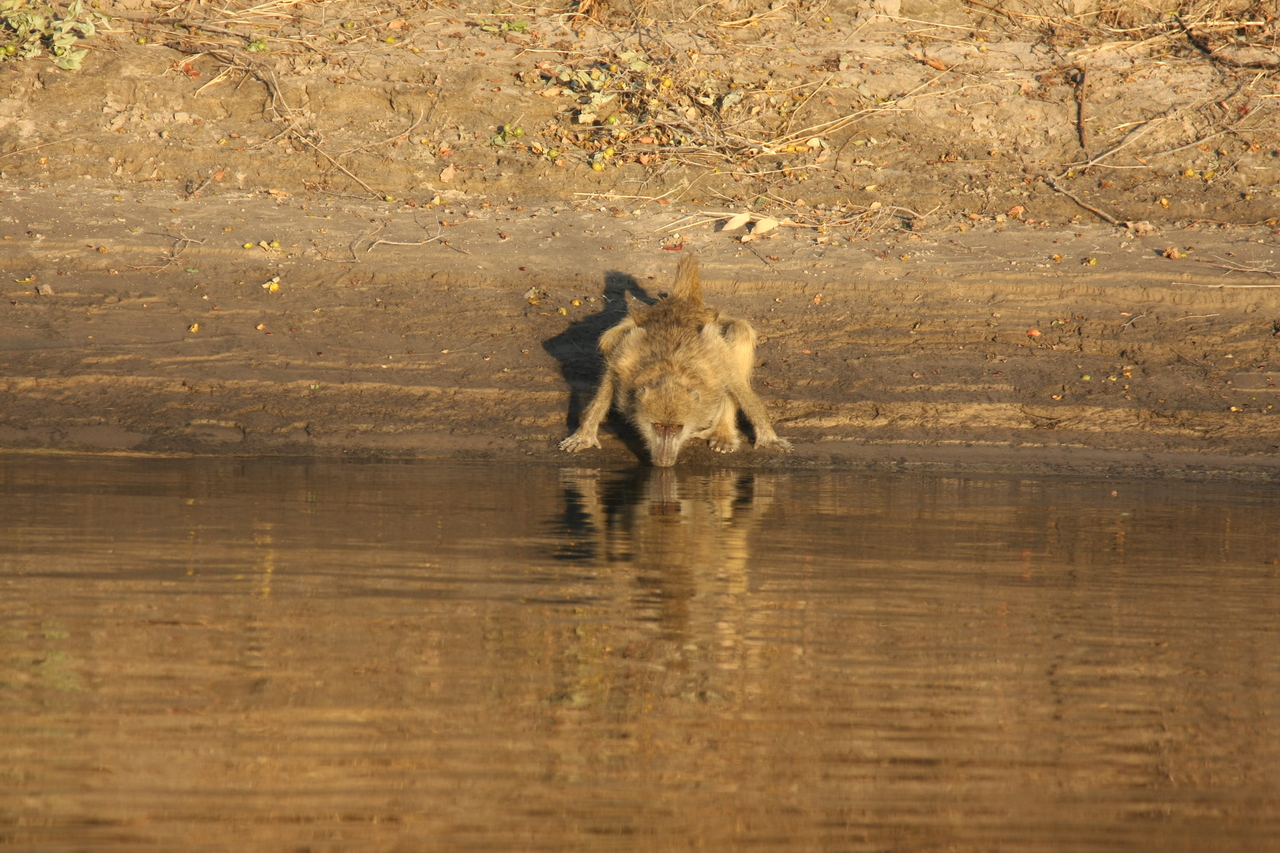 [33857] 2016_07_04_11_22_54_Africa_Canon_EOS_40D_IMG__00237.jpg