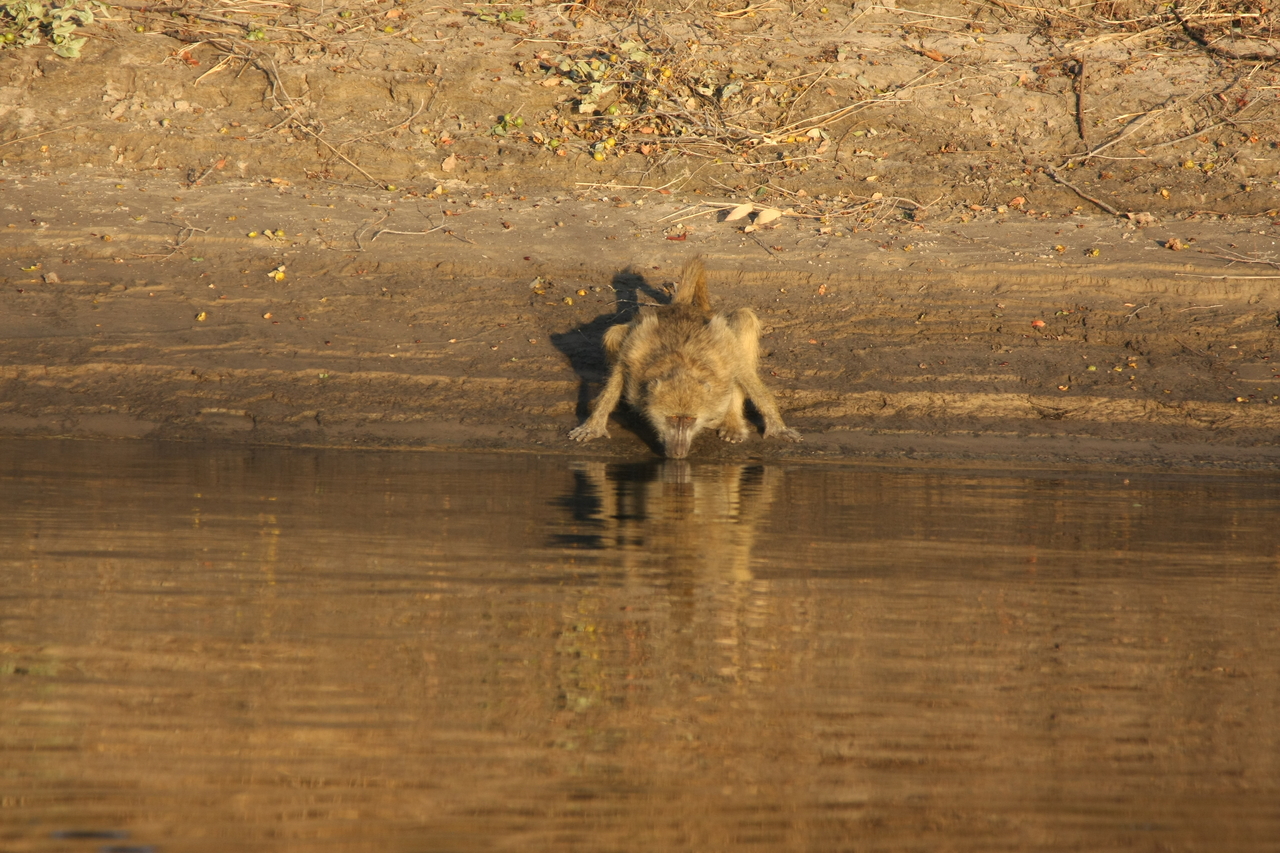 [33859] 2016_07_04_11_22_54_Africa_Canon_EOS_40D_IMG__00239.jpg