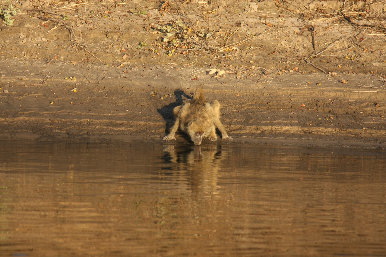 [33867] 2016_07_04_11_22_55_Africa_Canon_EOS_40D_IMG__00241.jpg