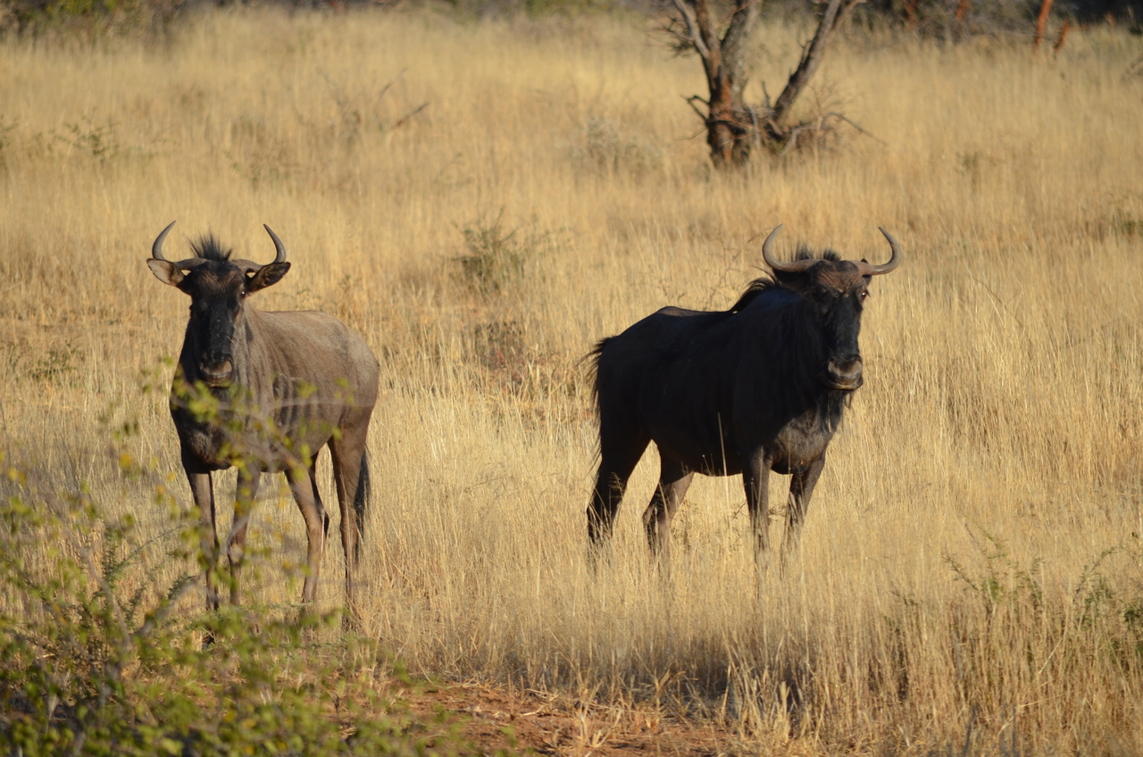 [4472] 2016_06_22_22_32_33_Africa_NIKON_D5100_IMG__00008.jpg