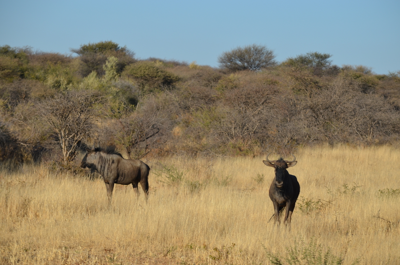 [4474] 2016_06_22_22_33_29_Africa_NIKON_D5100_IMG__00009.jpg