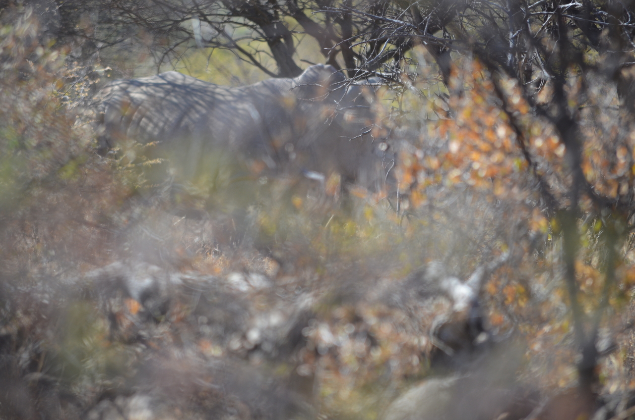 [4504] 2016_06_23_00_38_24_Africa_NIKON_D5100_IMG__00024.jpg