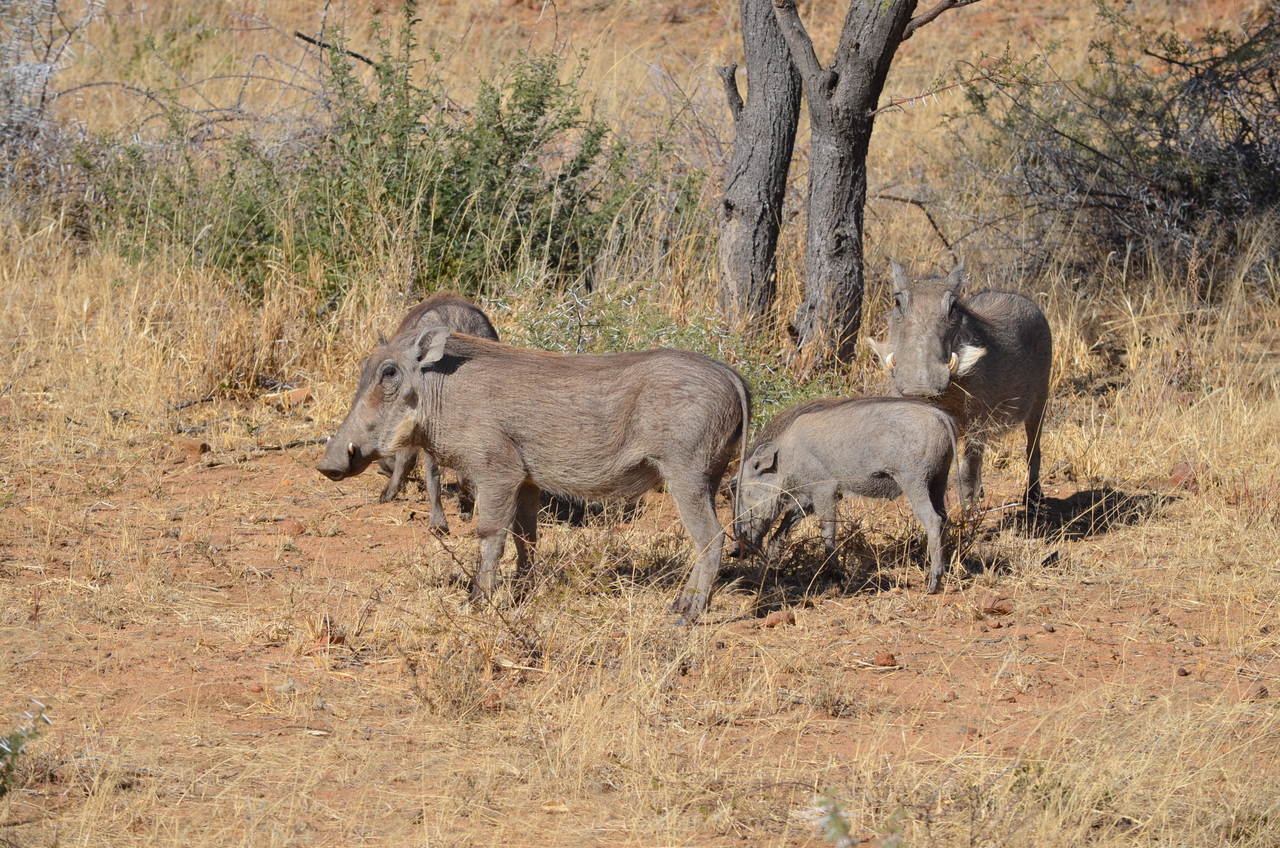 [4548] 2016_06_23_01_23_57_Africa_NIKON_D5100_IMG__00046.jpg