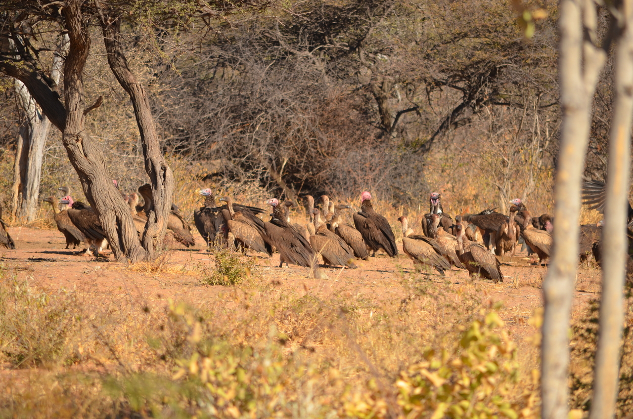 [5036] 2016_06_23_06_07_57_Africa_NIKON_D5100_IMG__00049.jpg