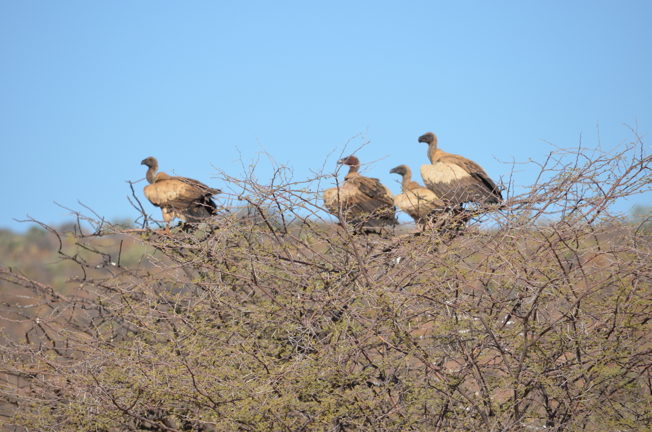 [5040] 2016_06_23_06_08_15_Africa_NIKON_D5100_IMG__00051.jpg