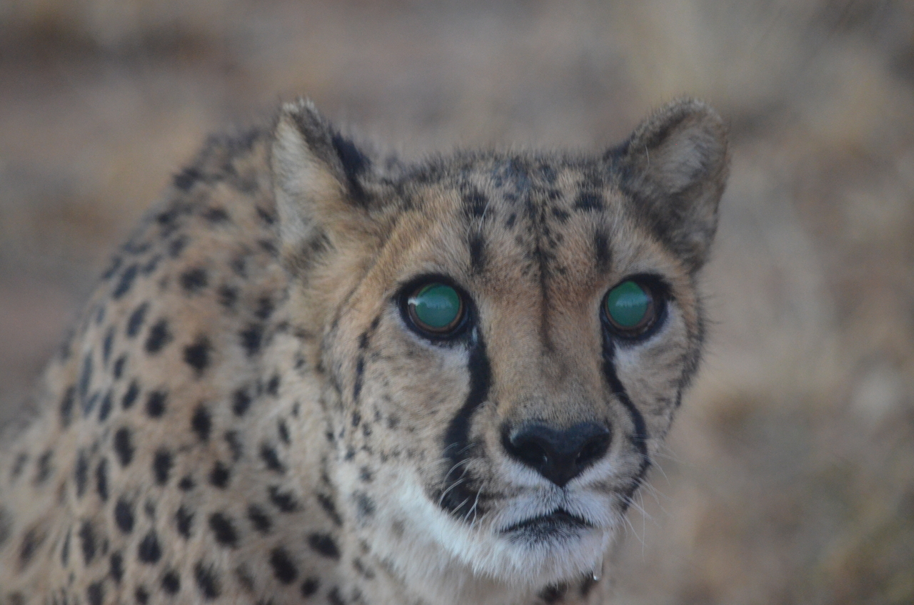 [5262] 2016_06_23_08_38_50_Africa_NIKON_D5100_IMG__00158.jpg