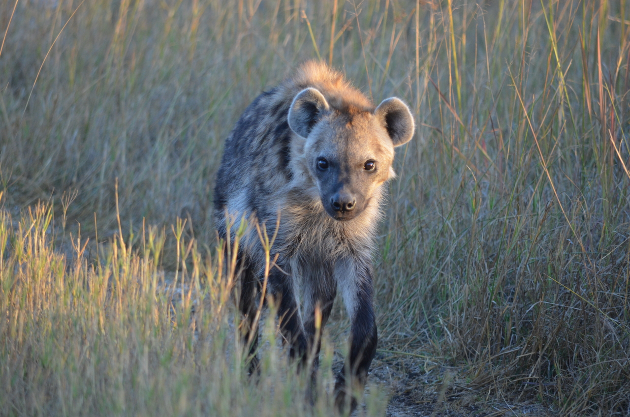[21335] 2016_06_29_07_50_40_Africa_NIKON_D5100_IMG__00466.jpg