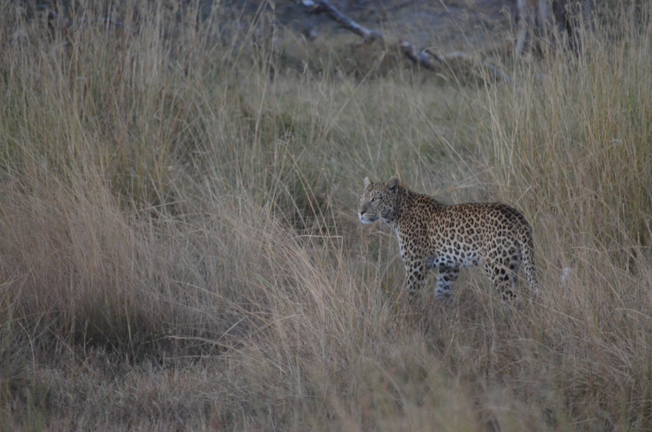 [21394] 2016_06_29_08_18_36_Africa_NIKON_D5100_IMG__05114.jpg