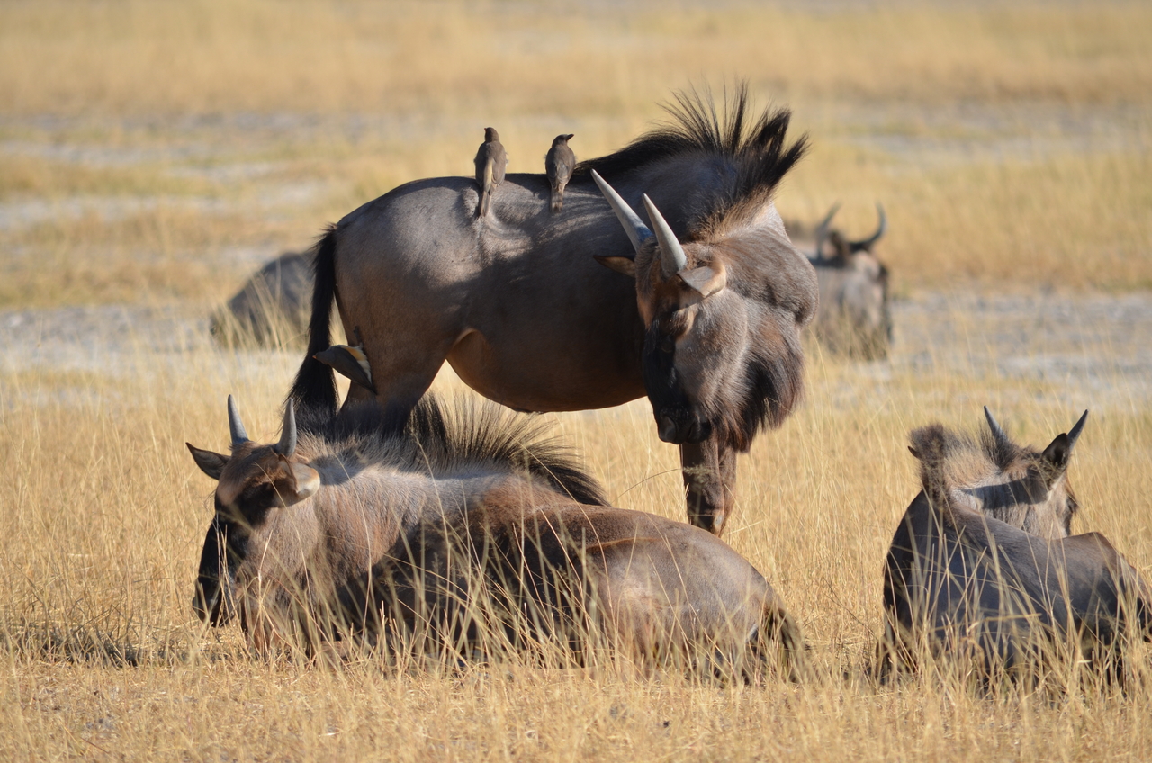 [22341] 2016_06_29_23_34_27_Africa_NIKON_D5100_IMG__05164.jpg