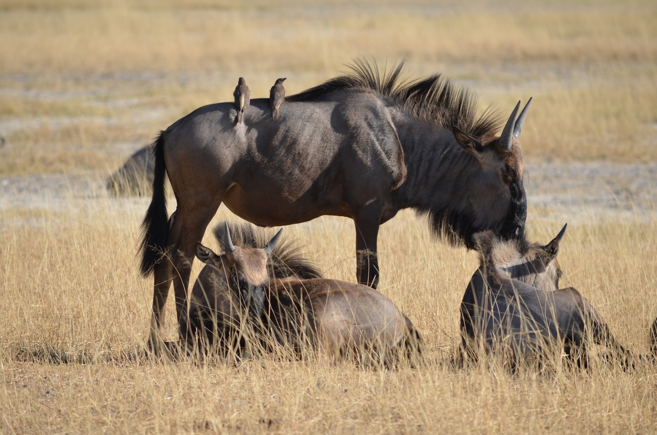 [22345] 2016_06_29_23_34_37_Africa_NIKON_D5100_IMG__05166.jpg