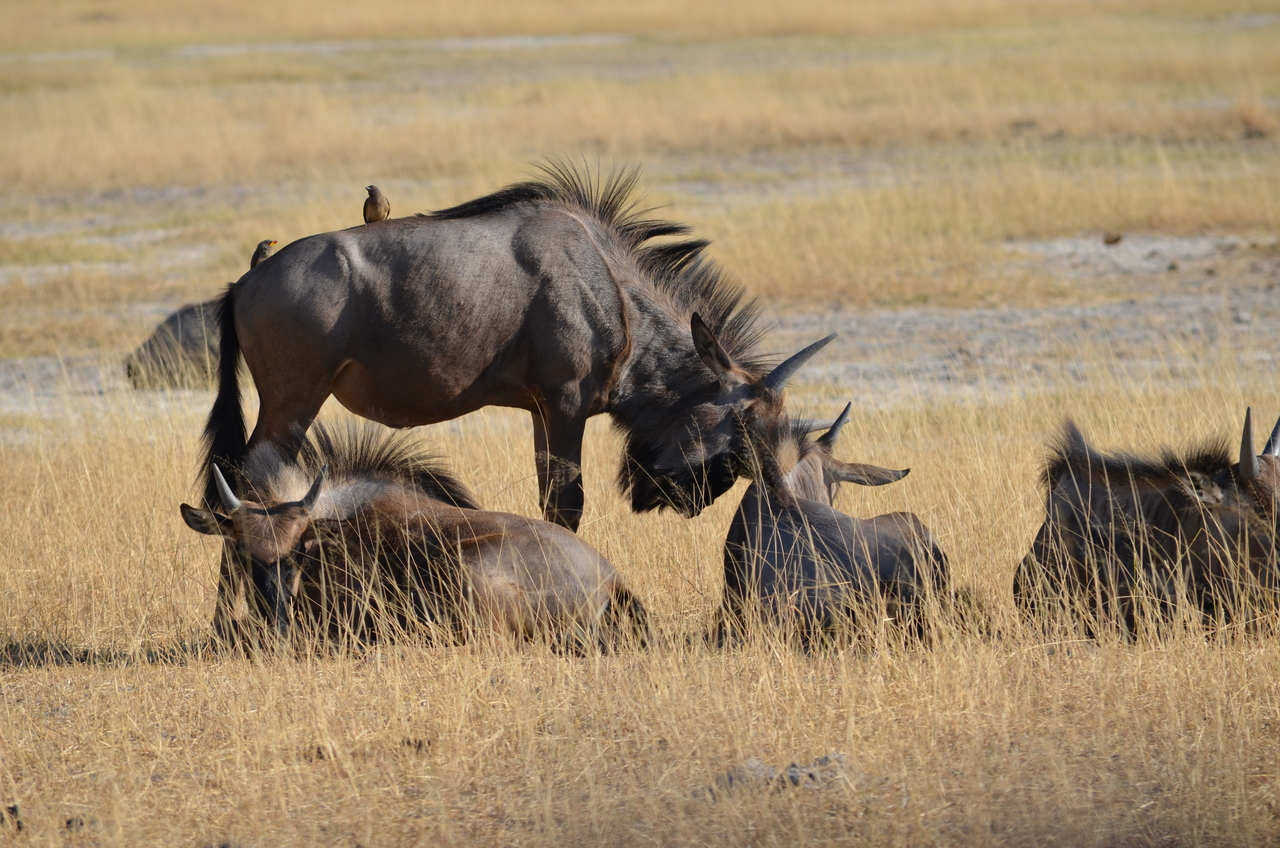 [22353] 2016_06_29_23_35_23_Africa_NIKON_D5100_IMG__05170.jpg