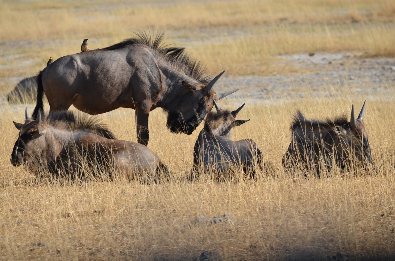 [22355] 2016_06_29_23_35_31_Africa_NIKON_D5100_IMG__05171.jpg