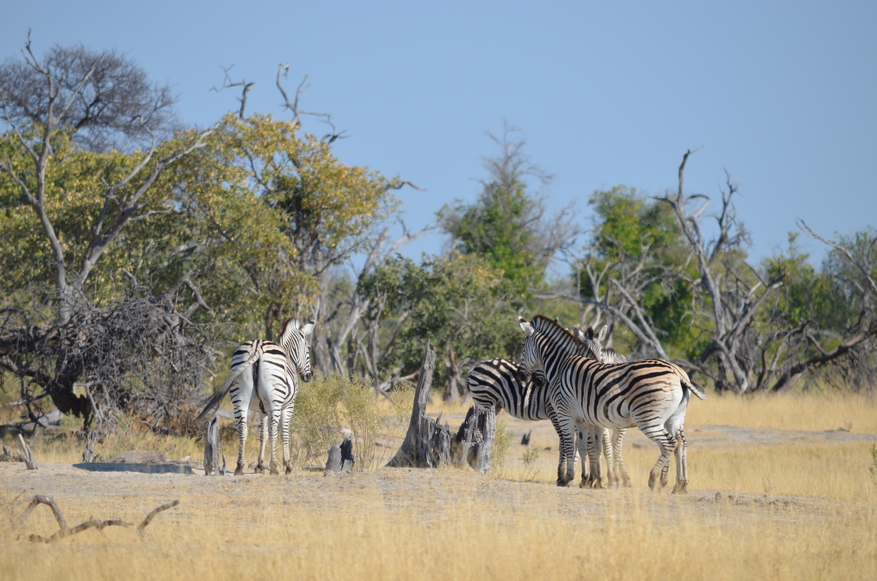[22360] 2016_06_29_23_52_17_Africa_NIKON_D5100_IMG__00552.jpg