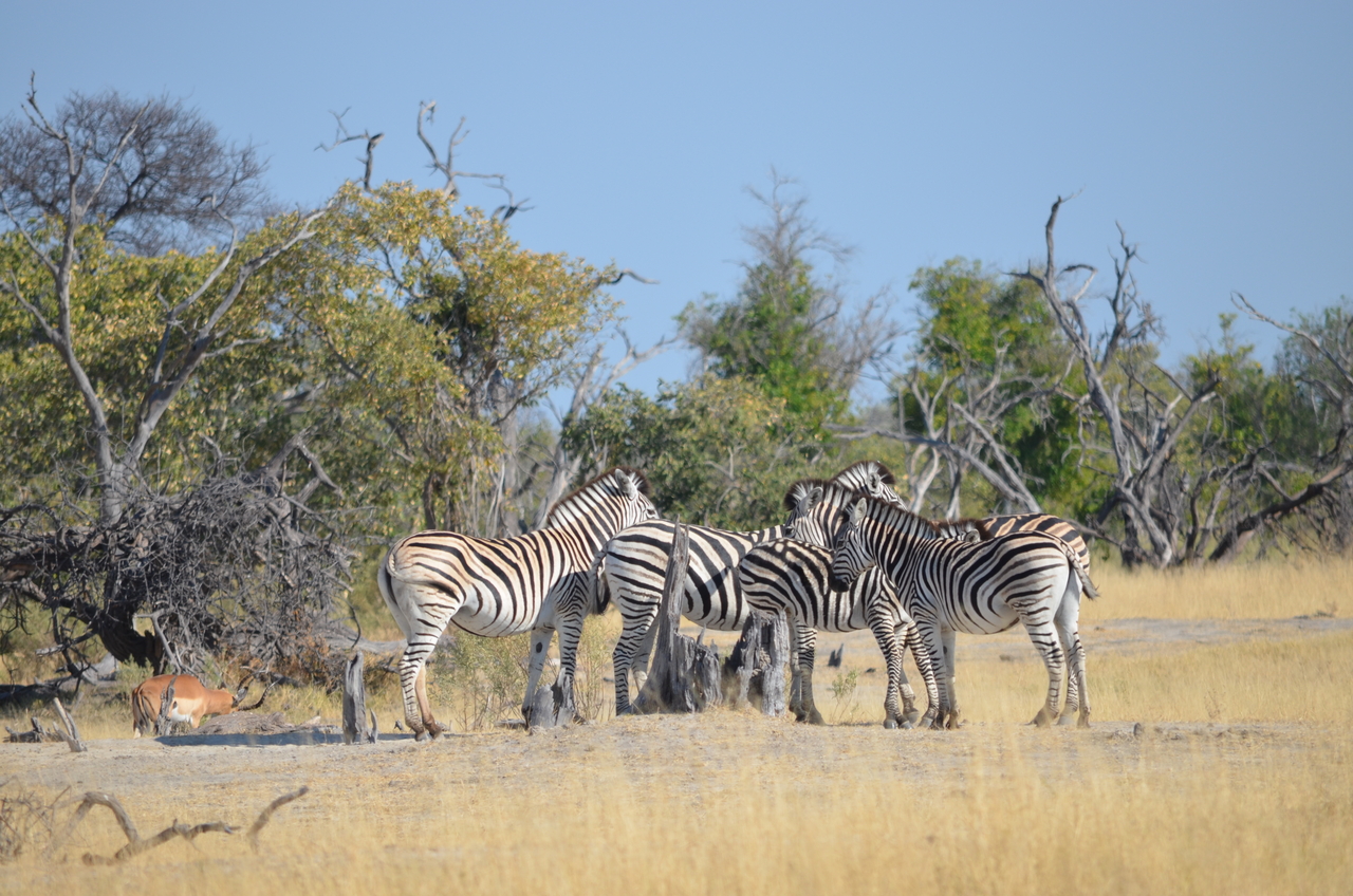 [22363] 2016_06_29_23_54_19_Africa_NIKON_D5100_IMG__05175.jpg