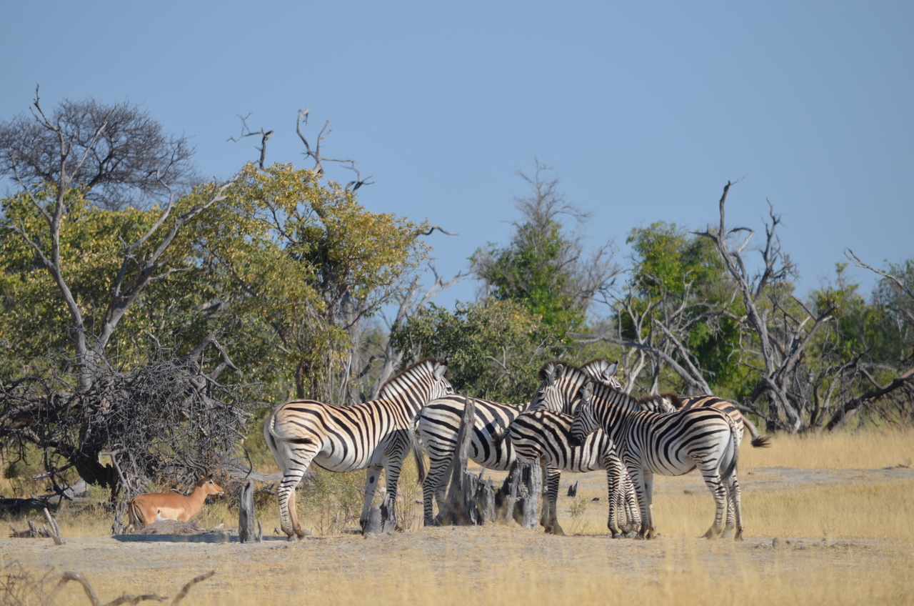 [22364] 2016_06_29_23_54_24_Africa_NIKON_D5100_IMG__00554.jpg