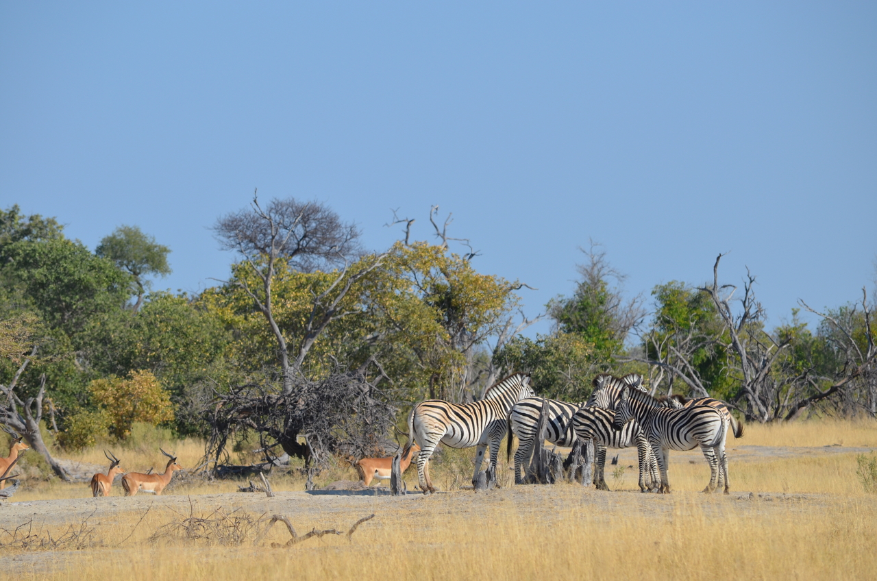 [22367] 2016_06_29_23_54_29_Africa_NIKON_D5100_IMG__05177.jpg