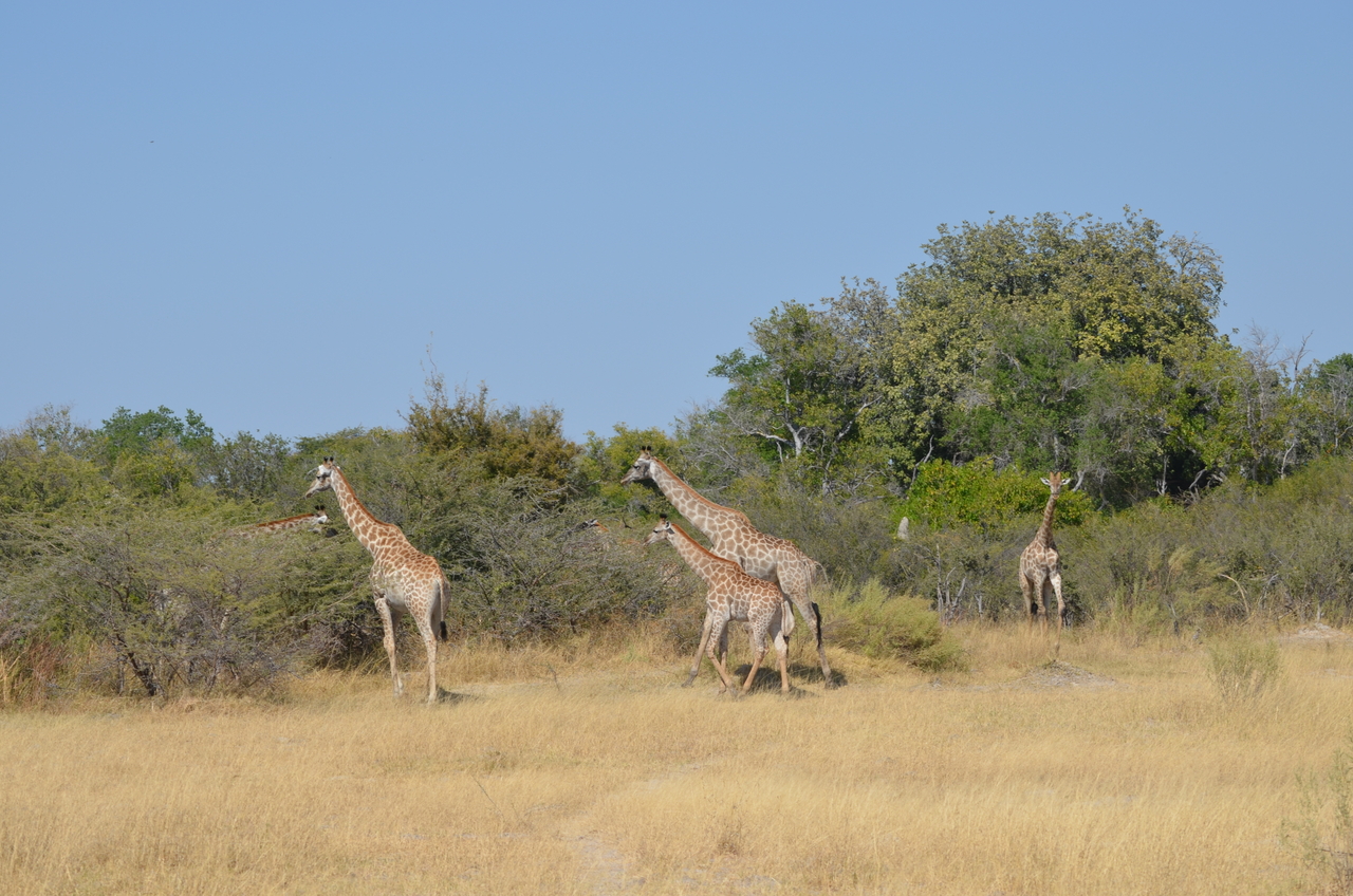 [22634] 2016_06_30_01_38_40_Africa_NIKON_D5100_IMG__05217.jpg