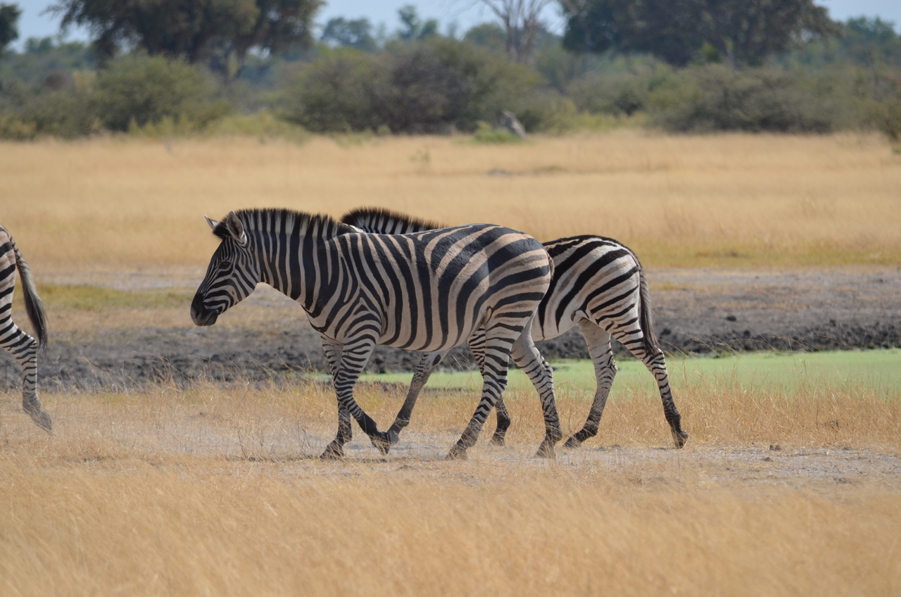 [22986] 2016_06_30_02_14_55_Africa_NIKON_D5100_IMG__05246.jpg