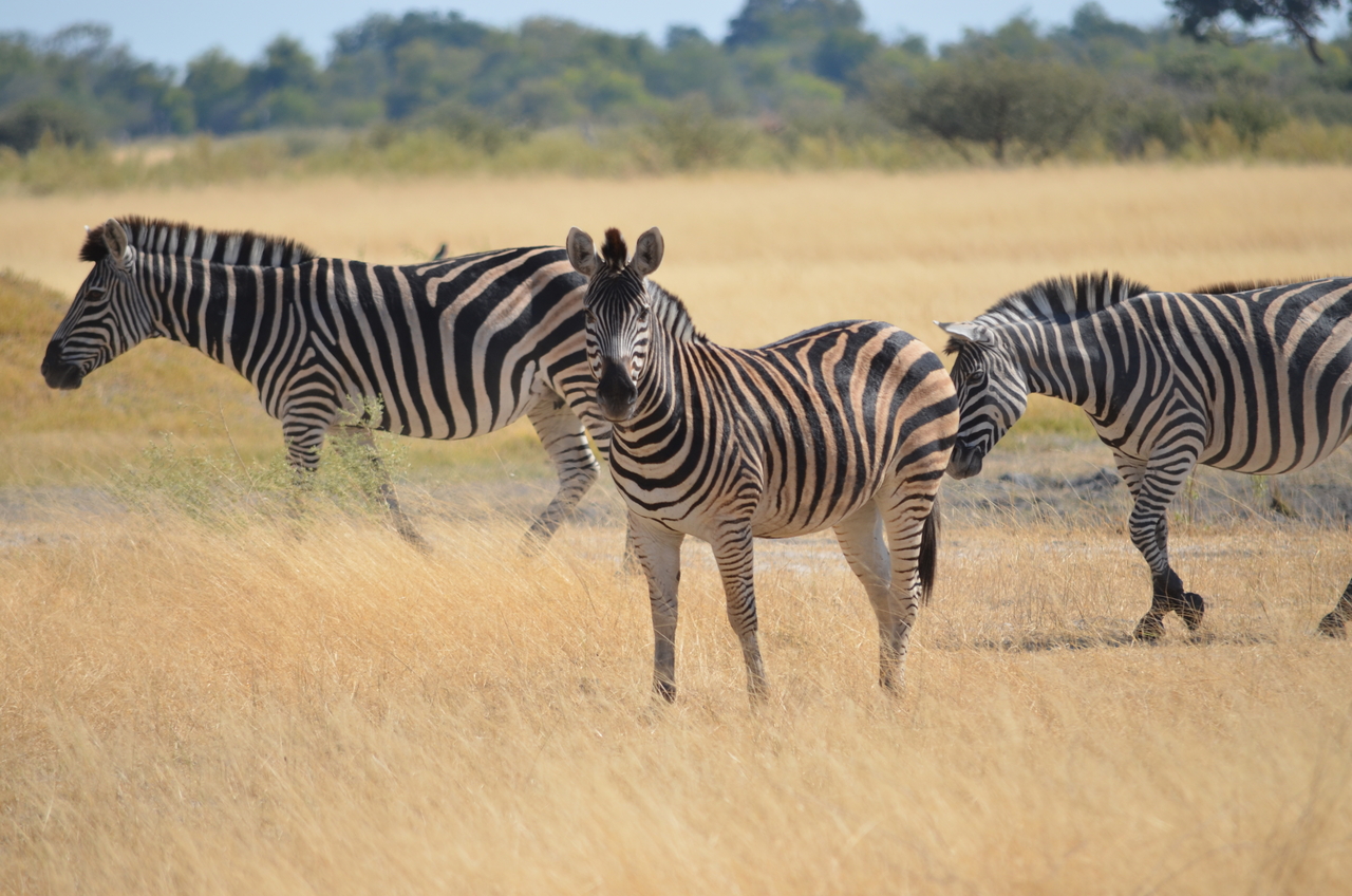 [22987] 2016_06_30_02_14_59_Africa_NIKON_D5100_IMG__00625.jpg