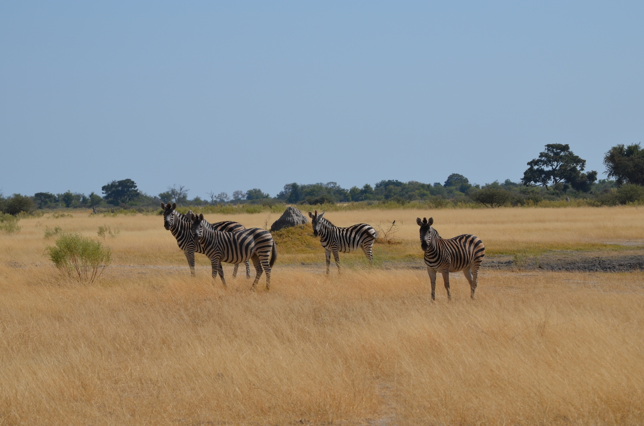[22992] 2016_06_30_02_15_05_Africa_NIKON_D5100_IMG__05249.jpg