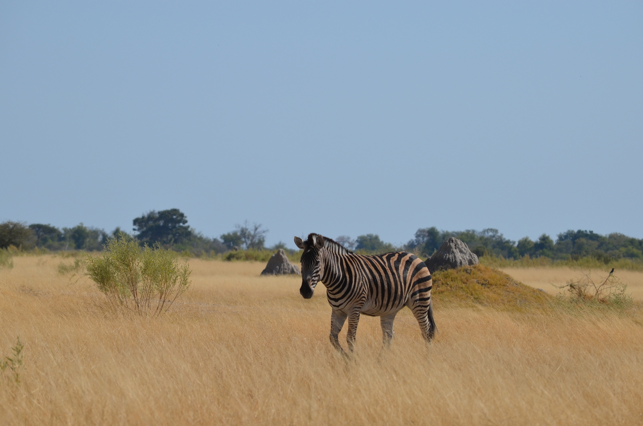 [22997] 2016_06_30_02_15_26_Africa_NIKON_D5100_IMG__00630.jpg