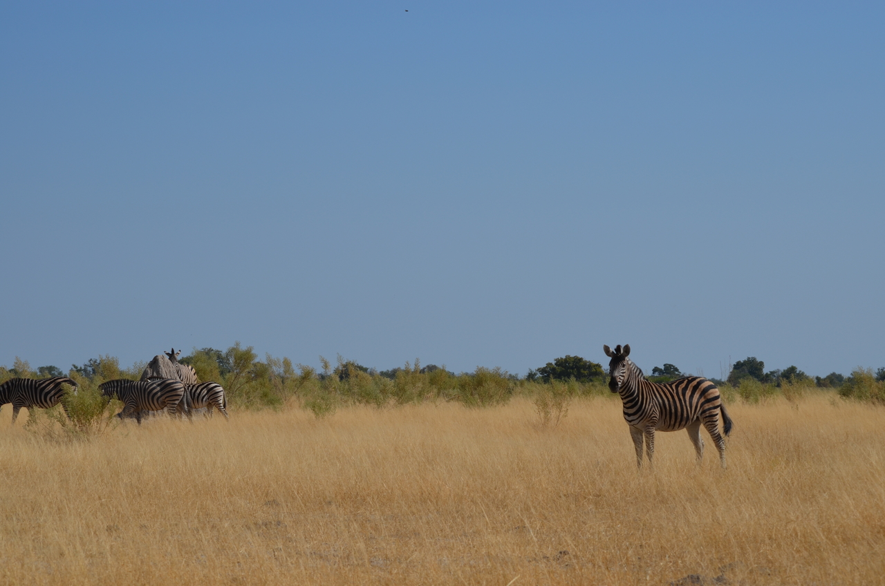 [23003] 2016_06_30_02_15_49_Africa_NIKON_D5100_IMG__00633.jpg