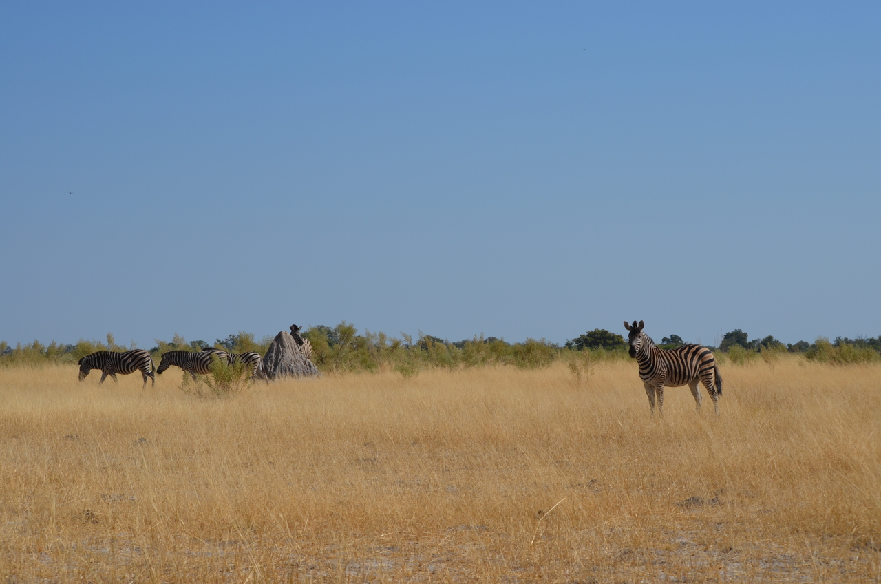 [23005] 2016_06_30_02_15_51_Africa_NIKON_D5100_IMG__00634.jpg