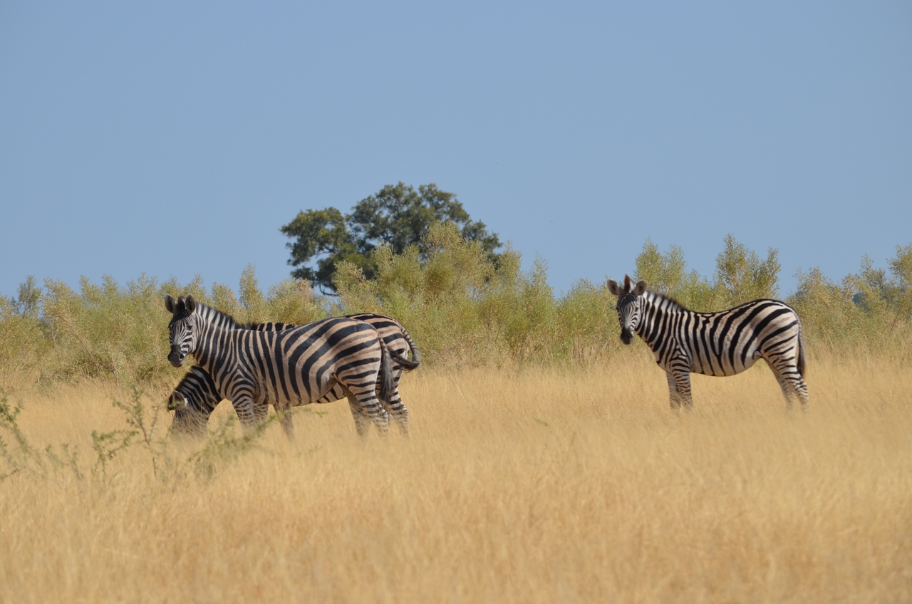 [23007] 2016_06_30_02_16_10_Africa_NIKON_D5100_IMG__00635.jpg