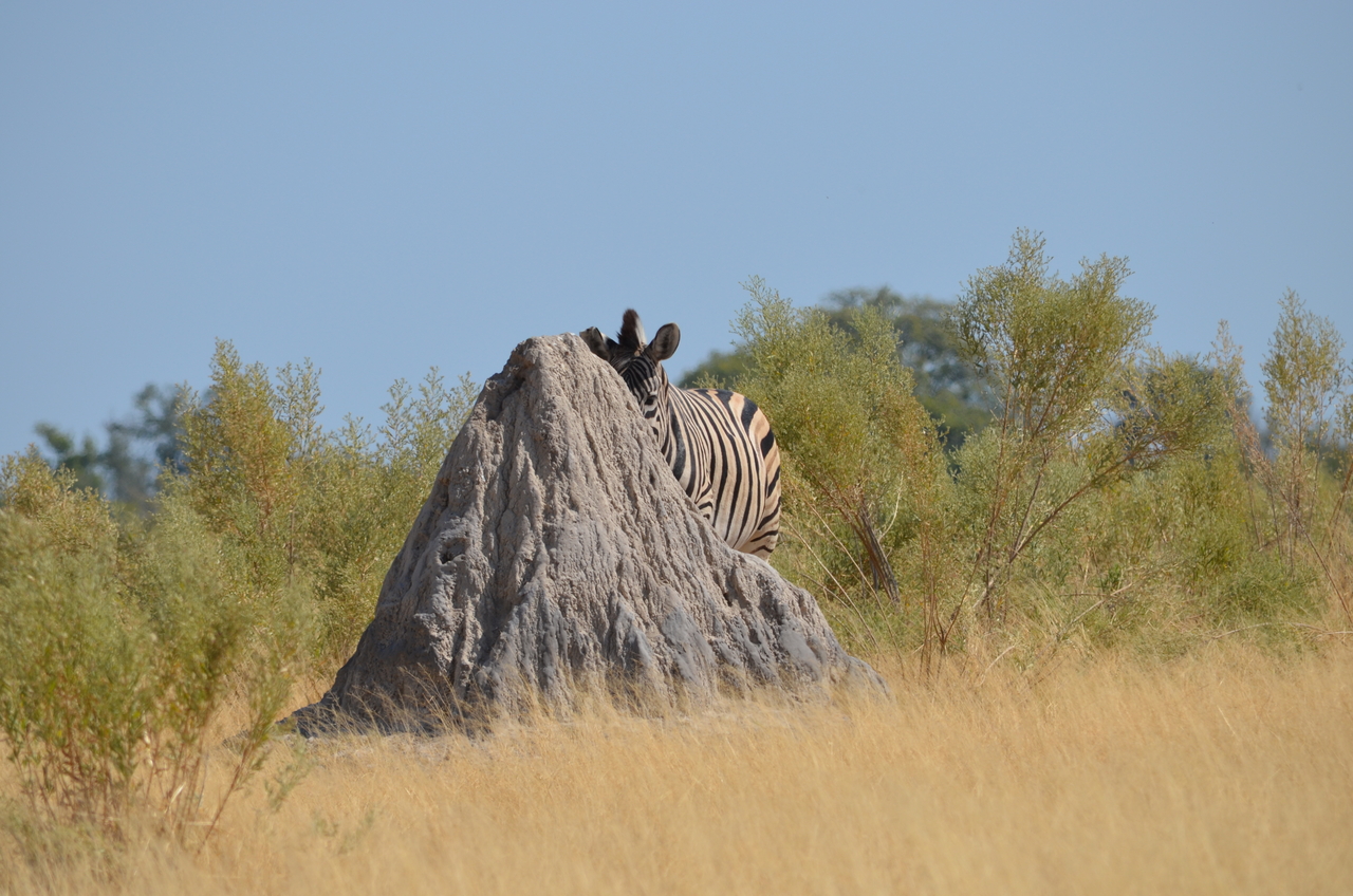 [23011] 2016_06_30_02_16_48_Africa_NIKON_D5100_IMG__00637.jpg