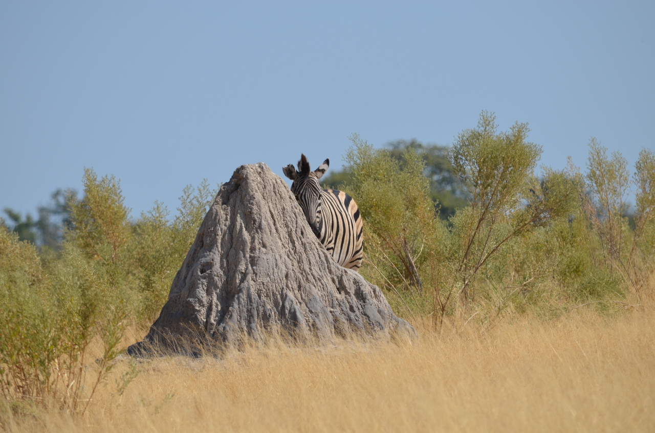 [23013] 2016_06_30_02_16_49_Africa_NIKON_D5100_IMG__00638.jpg