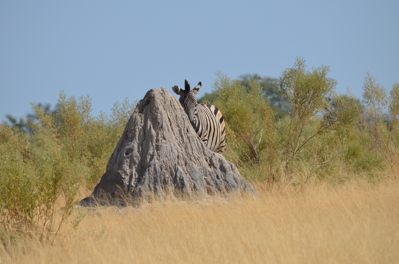 [23017] 2016_06_30_02_16_52_Africa_NIKON_D5100_IMG__00640.jpg
