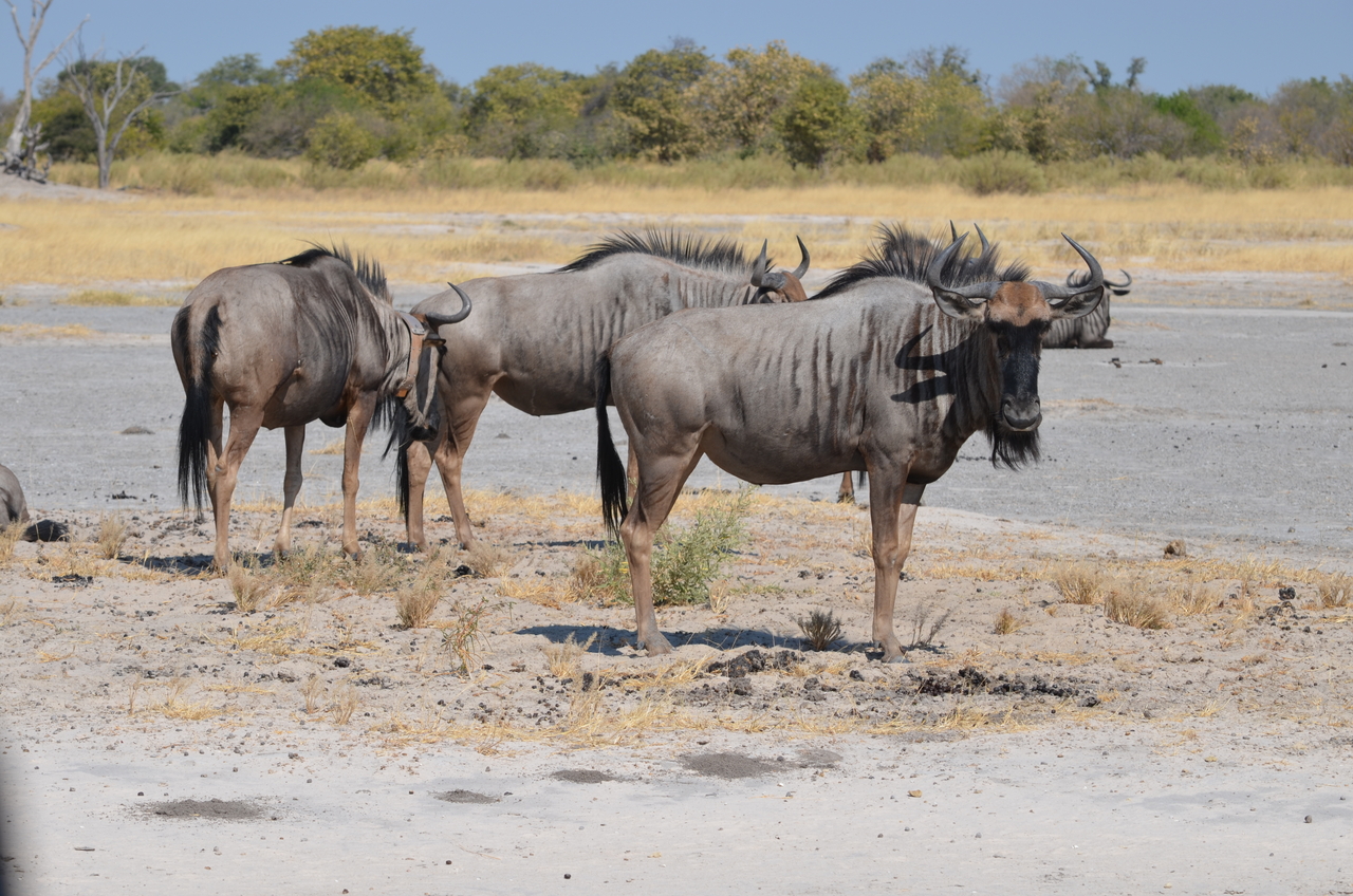 [23198] 2016_06_30_02_46_39_Africa_NIKON_D5100_IMG__05286.jpg