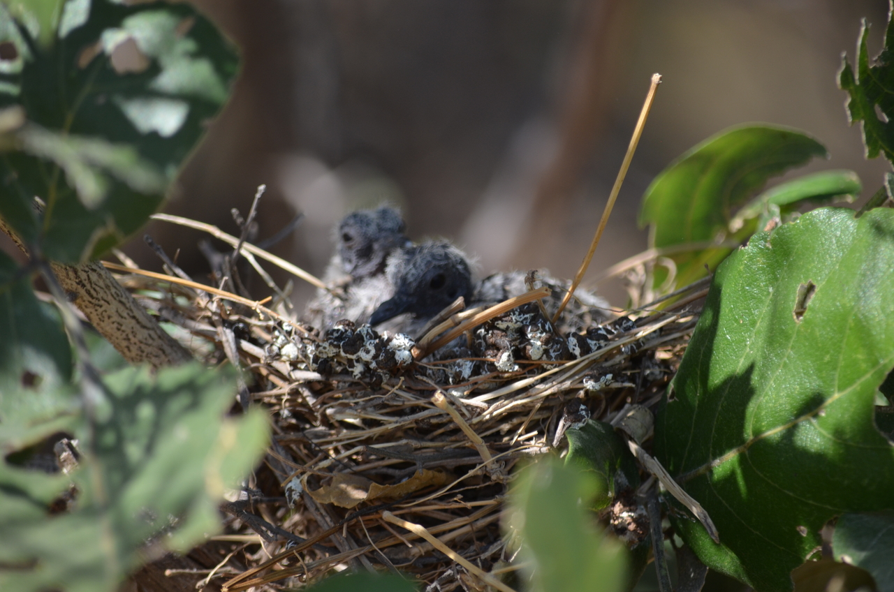 [23496] 2016_06_30_04_13_25_Africa_NIKON_D5100_IMG__00674.jpg