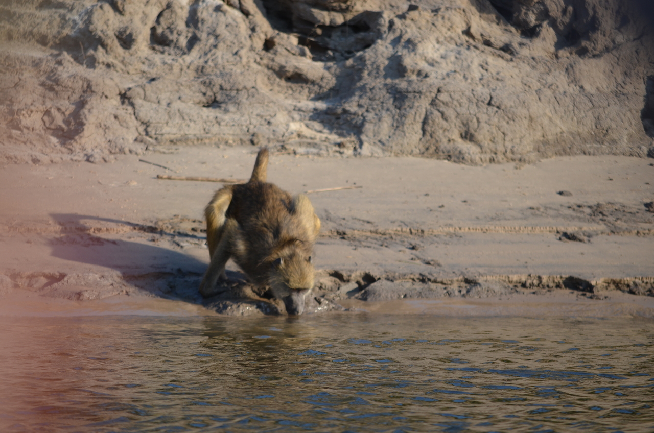 [27825] 2016_07_02_06_38_22_Africa_NIKON_D5100_IMG__00880.jpg