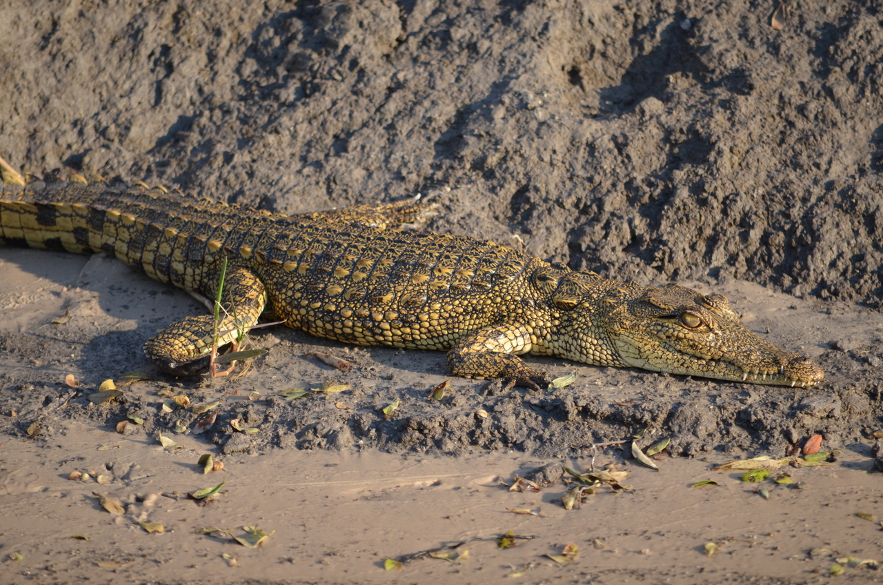 [27833] 2016_07_02_06_59_36_Africa_NIKON_D5100_IMG__00884.jpg