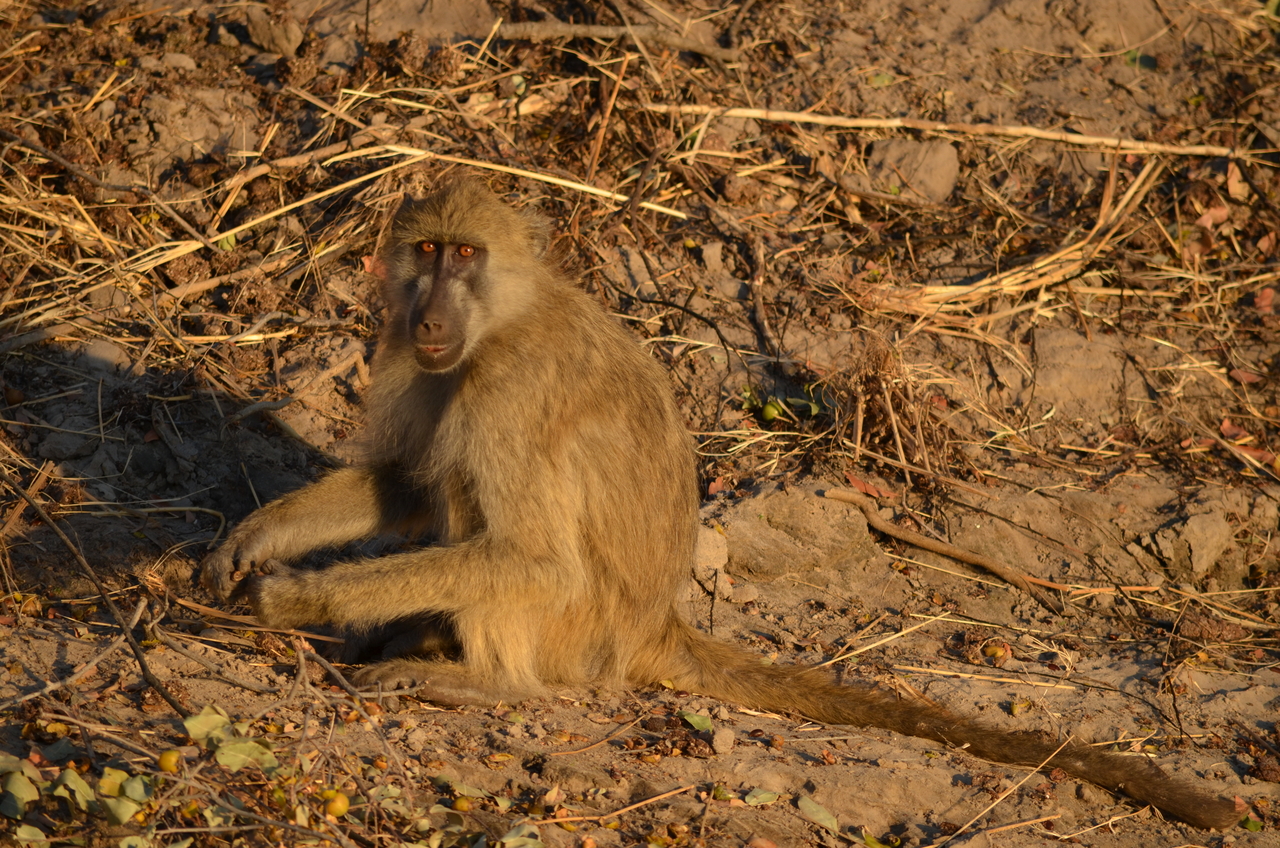 [33051] 2016_07_04_07_36_39_Africa_NIKON_D5100_IMG__05610.jpg