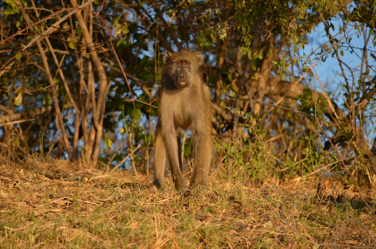 [33052] 2016_07_04_07_36_50_Africa_NIKON_D5100_IMG__00989.jpg