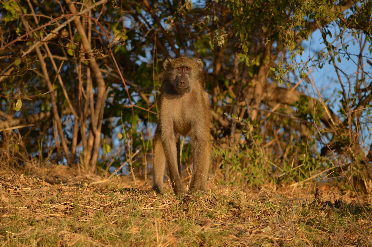 [33054] 2016_07_04_07_36_53_Africa_NIKON_D5100_IMG__00990.jpg