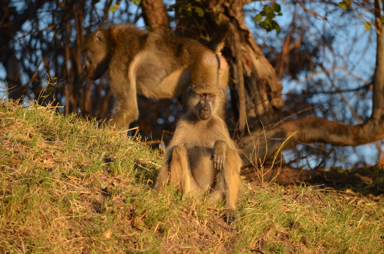 [33057] 2016_07_04_07_37_18_Africa_NIKON_D5100_IMG__05613.jpg