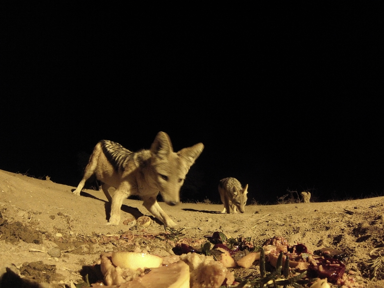 [4079] 2016_06_22_20_51_35_Africa_Hero3-Silver_Edition_IMG__00595.jpg