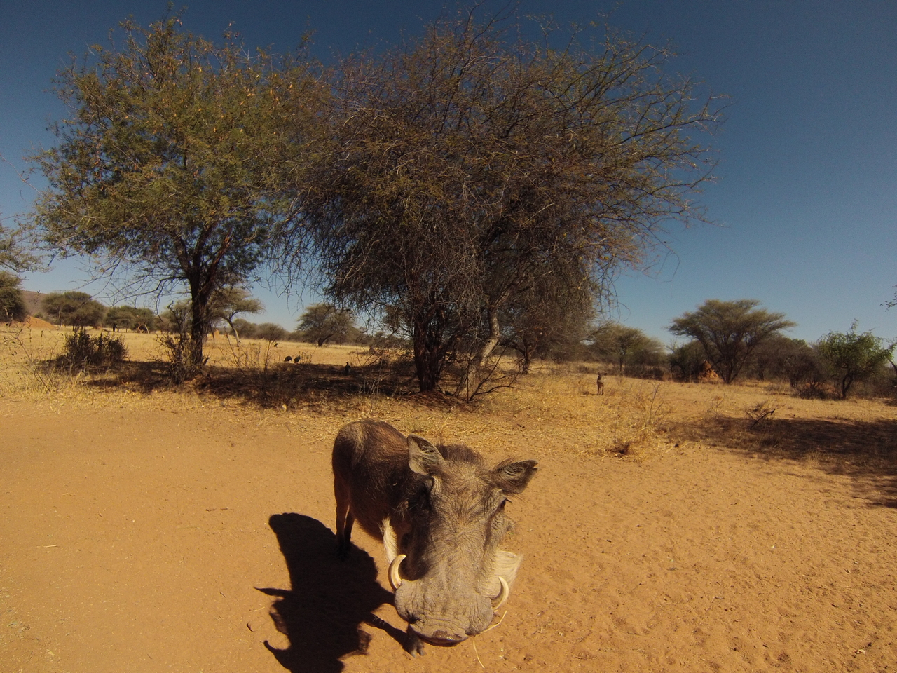 [8896] 2016_06_23_12_09_36_Africa_Hero3-Silver_Edition_IMG__00381.jpg