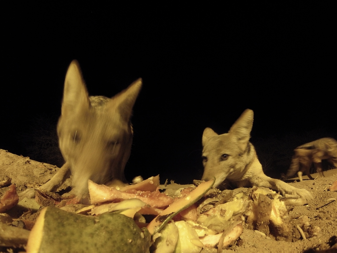 [9809] 2016_06_23_18_45_16_Africa_Hero3-Silver_Edition_IMG__00944.jpg