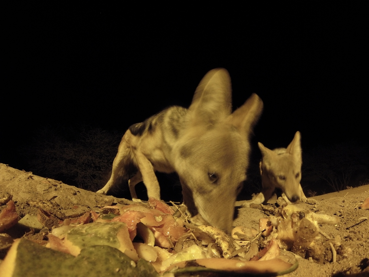 [9828] 2016_06_23_18_45_44_Africa_Hero3-Silver_Edition_IMG__00506.jpg