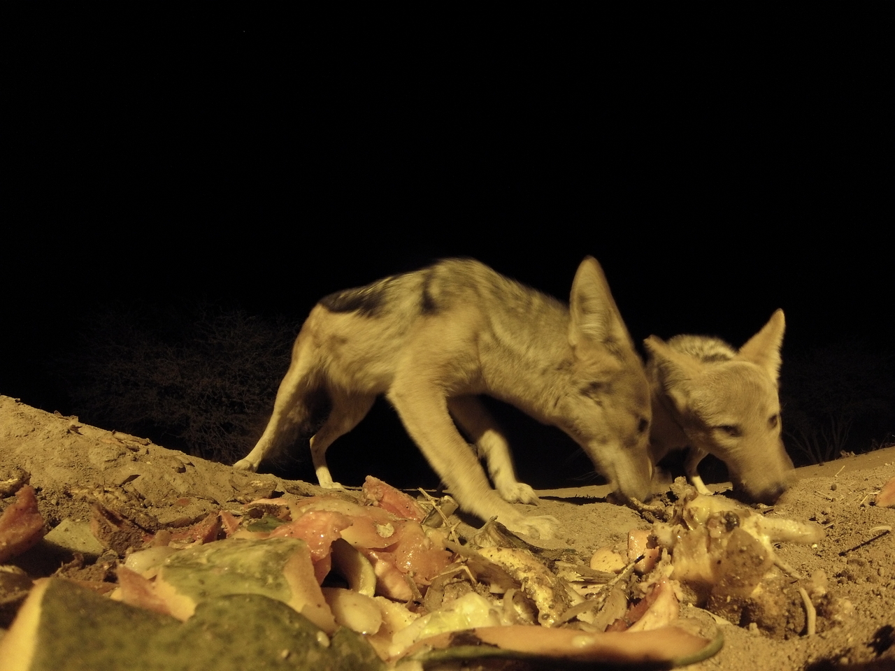 [9831] 2016_06_23_18_45_46_Africa_Hero3-Silver_Edition_IMG__00955.jpg