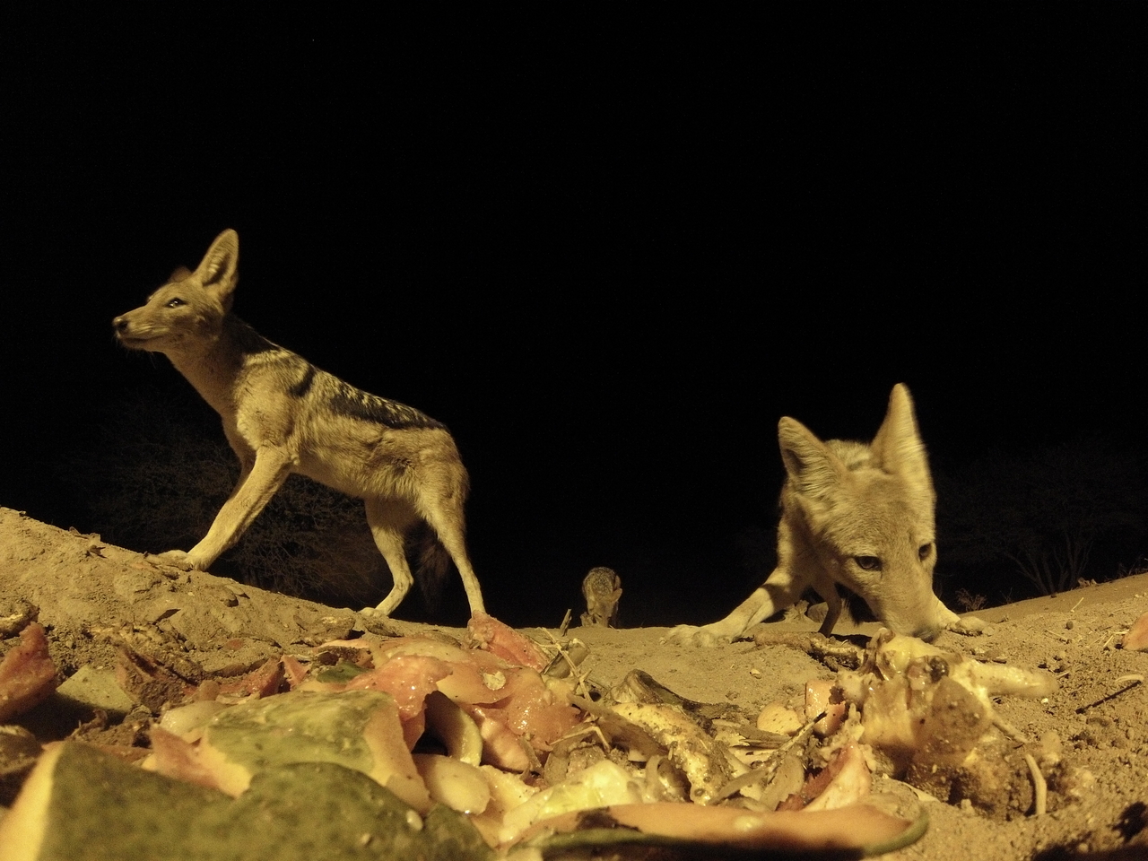 [9832] 2016_06_23_18_45_49_Africa_Hero3-Silver_Edition_IMG__00508.jpg