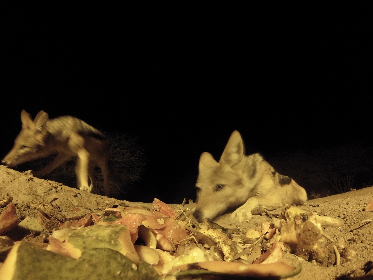 [9834] 2016_06_23_18_45_54_Africa_Hero3-Silver_Edition_IMG__00509.jpg