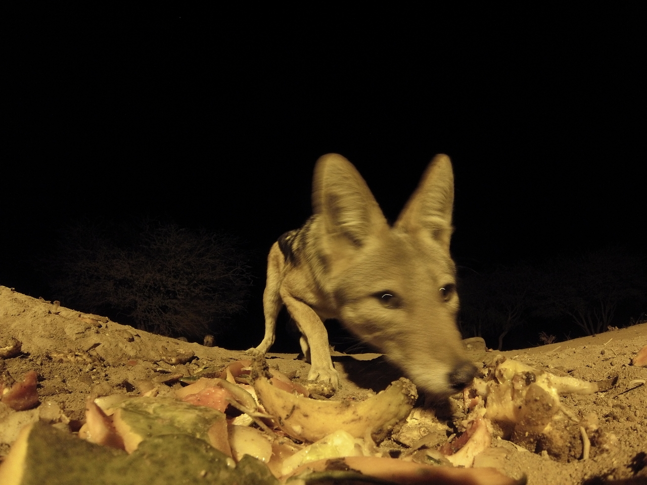 [10031] 2016_06_23_18_50_10_Africa_Hero3-Silver_Edition_IMG__00603.jpg